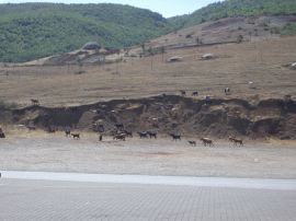 270-04 Bunkers enroute Elbasan to Struga.JPG