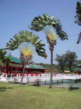 265-18 Fantail Palms and Temple on Kusu Island.JPG