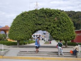 269-093 Santa Maria Del Tule gardens.JPG