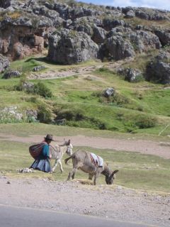 240-178 Lady and donkeys.jpg