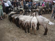 220-08 Kashgar Sunday Market.jpg