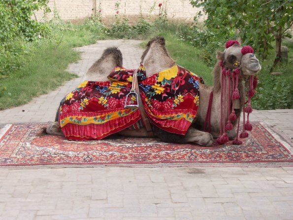 05 Camel for the tourist photocall.jpg