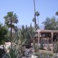 07 Ocotillo Garden.JPG