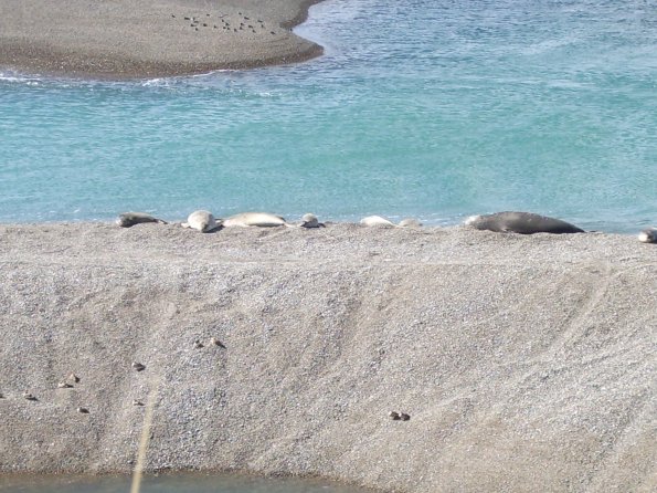 036 Seals and Sealions - Valdez Peninsula.jpg