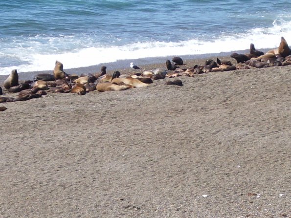 035 Seals and Sealions - Valdez Peninsula.jpg