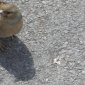 05 Friendly bird 2.JPG