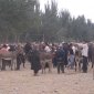 09 Kashgar Sunday Market.jpg