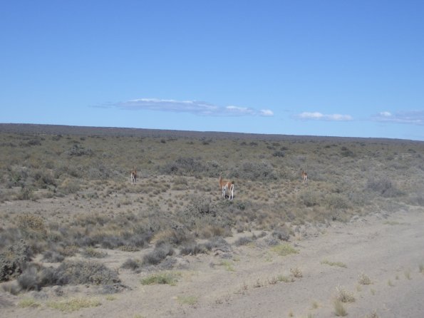 031 Guanacos - Valdez Peninsula.jpg