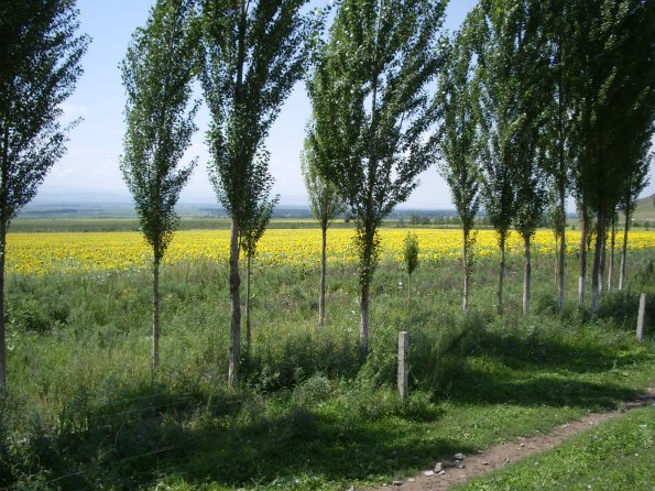 12 Suddenly a field of Sunflowers.jpg