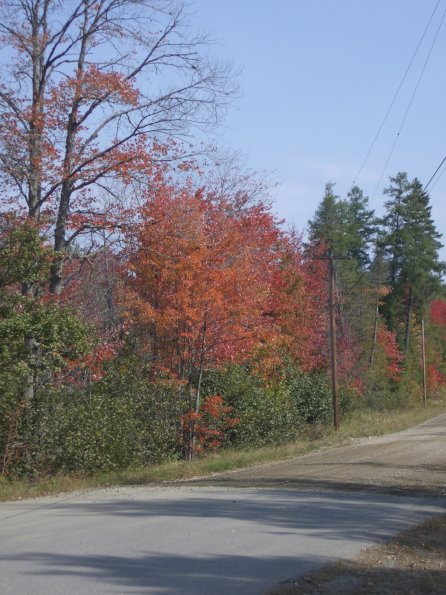 040 Foliage enroute to Greenville.JPG