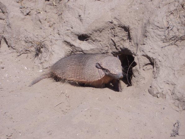 032 Armadillo - Valdez Peninsula.jpg