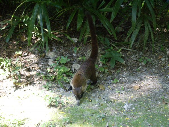 288 Coatimundi at Tikal.JPG