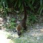 288 Coatimundi at Tikal.JPG