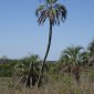 025 Yatay Palm = El Palmar Nat Park.jpg