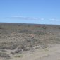 031 Guanacos - Valdez Peninsula.jpg