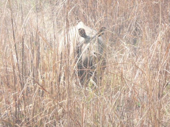 08 Chitwan - the rare one horned Rhino.JPG