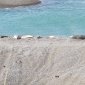 036 Seals and Sealions - Valdez Peninsula.jpg