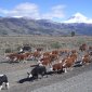 099 Cattle drive.jpg