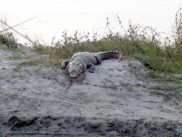 10 Chitwan Crocodile.JPG