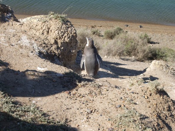 037 Penguin - Valdez Peninsula.jpg