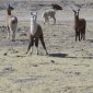 142 Llamas ouside Uyuni.jpg