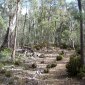 18 Tasmania - Approach to Liffy Falls.jpg