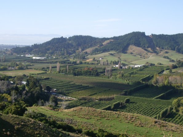 15 Vineyards en route to Farewell Spit.jpg